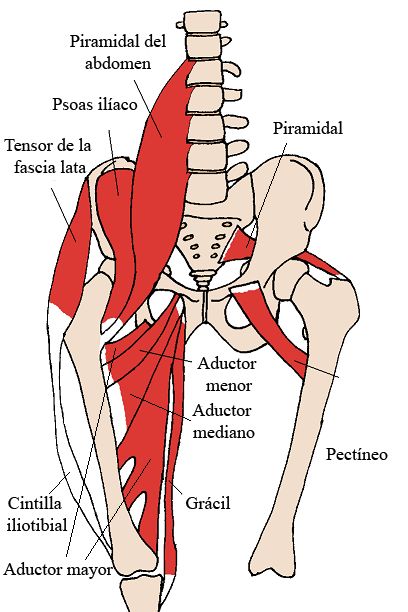 el psoas iliaco