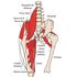 Todo lo que debes saber sobre el psoas ilíaco